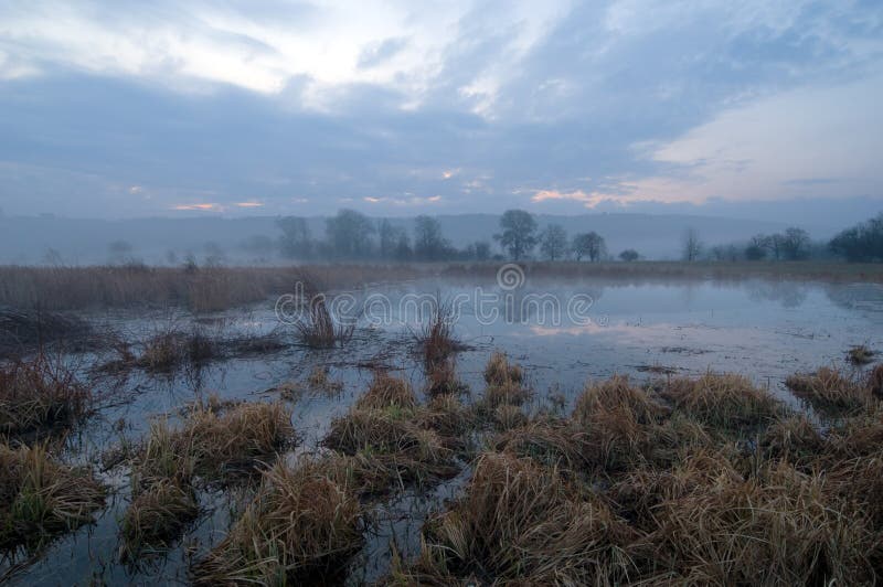 Morning time in swamp area stock photo Morning time in swamp area stock photo