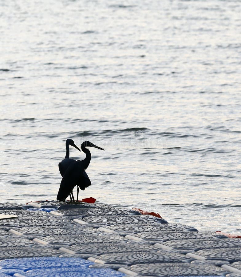 In the morning, two water birds nestled together. In the morning, two water birds nestled together in Krabi, Railay Beach, Thailand.At the pier on the beach royalty free stock photos In the morning, two water birds nestled together. In the morning, two water birds nestled together in Krabi, Railay Beach, Thailand.At the pier on the beach royalty free stock photos