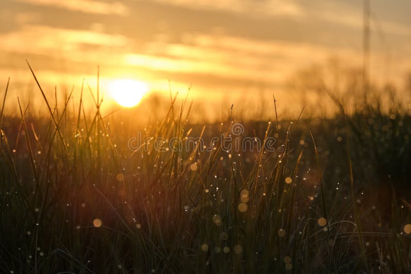 Morning view of dewy grass meadow of a rural area with sunrise