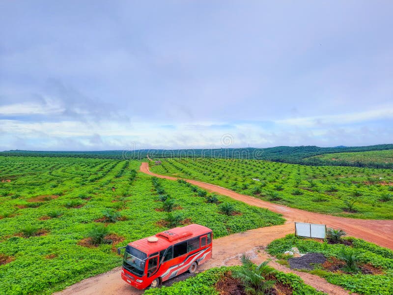Morning View at Kuala Kuayan Estate Editorial Photography Image of