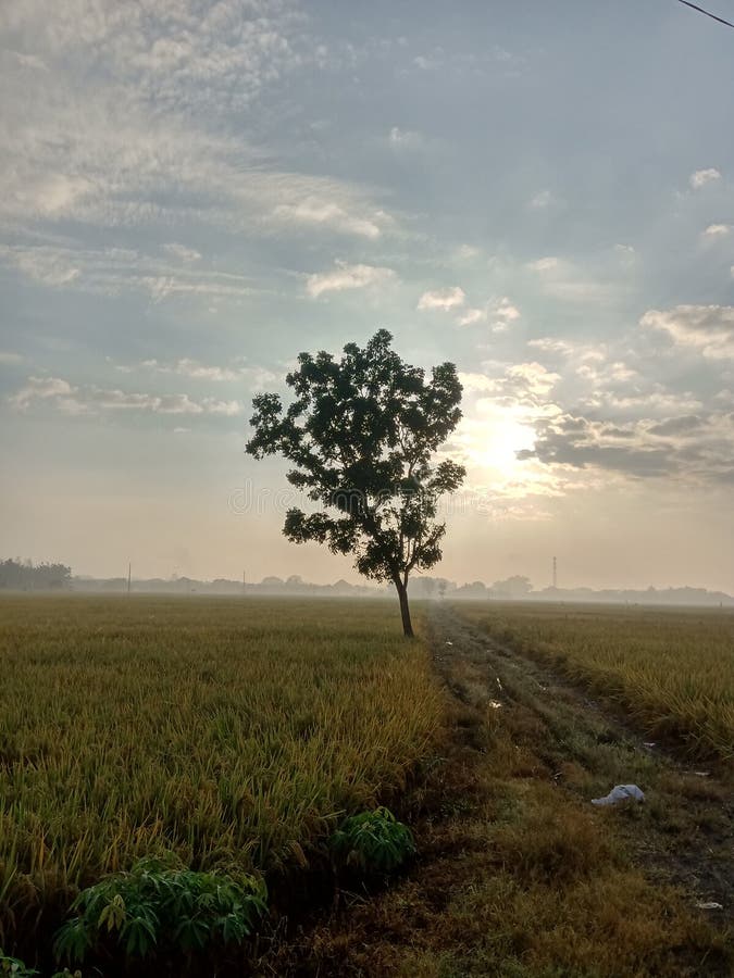 Morning View at Paddy Field Stock Image - Image of padd, dawn: 228151075