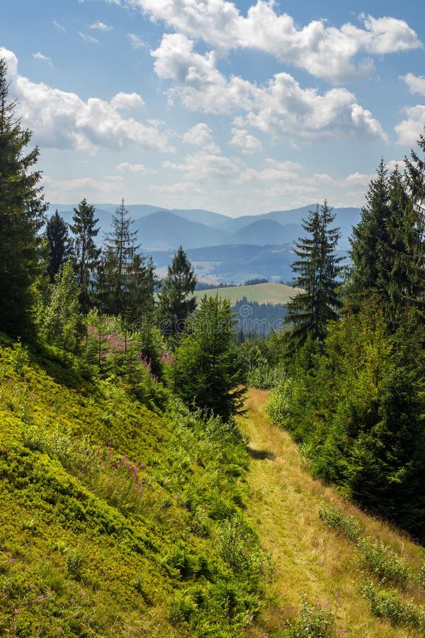 Morning walks in mountain forest