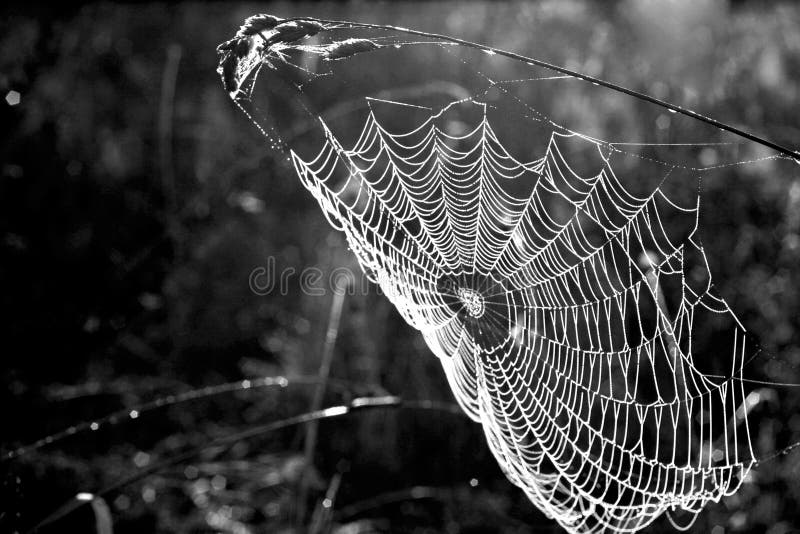 Morning web on a blade