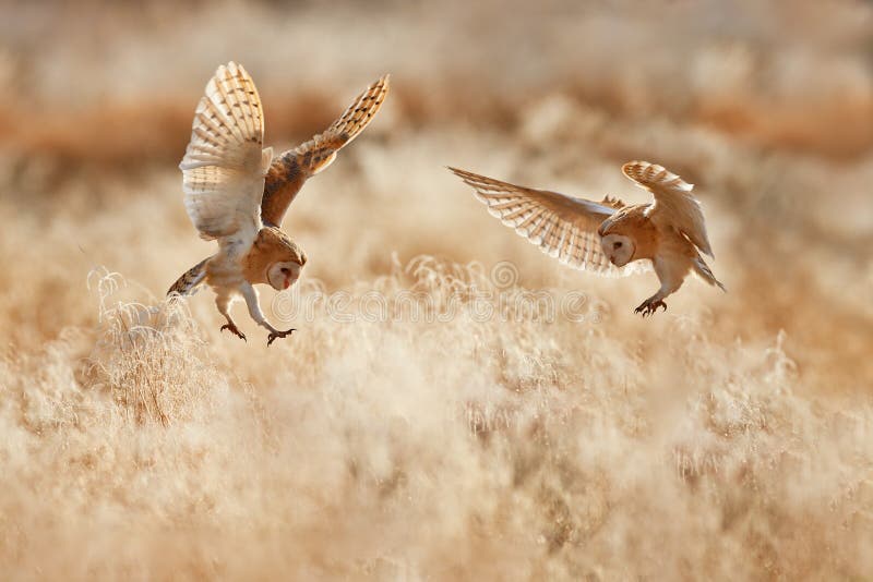 Morning Wildlife - owl from United Kingdom. Hunting Barn Owl, wild bird in morning nice light. Beautiful animal in the nature