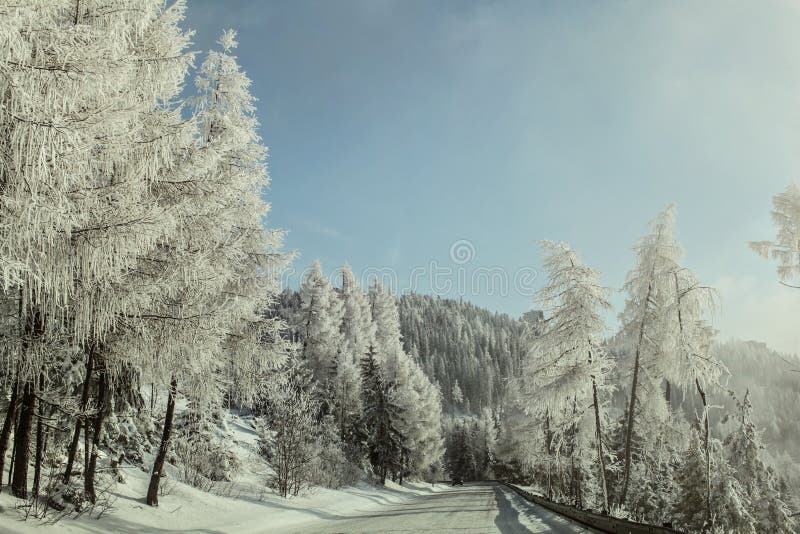 Morning on winter forest road, trees on the side lit by sun, covered by white rime frost. royalty free stock image Morning on winter forest road, trees on the side lit by sun, covered by white rime frost. royalty free stock image