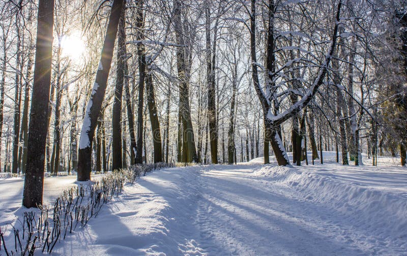 Morning Winter Frosty Landscape In The Park Winter Landscape Severe