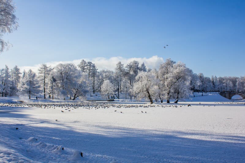 Morning Winter Frosty Landscape In The Park Winter Landscape Severe