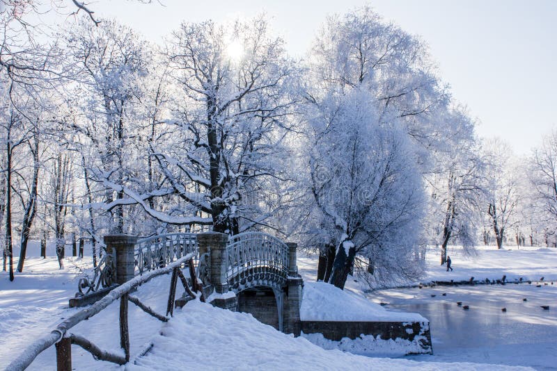 Morning Winter Frosty Landscape In The Park Winter Landscape Severe