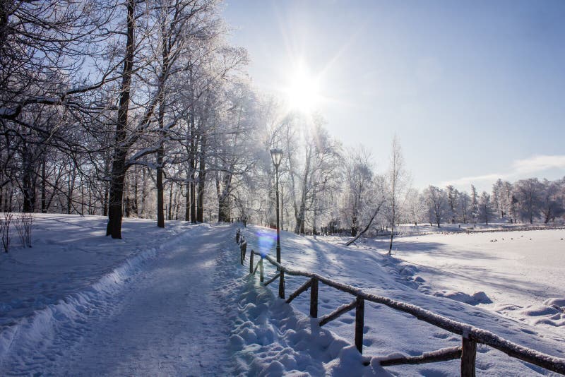 Morning winter frosty landscape in the park. Winter landscape. Severe frost, snowy trees, sunny weather. Beautiful winter seasonal