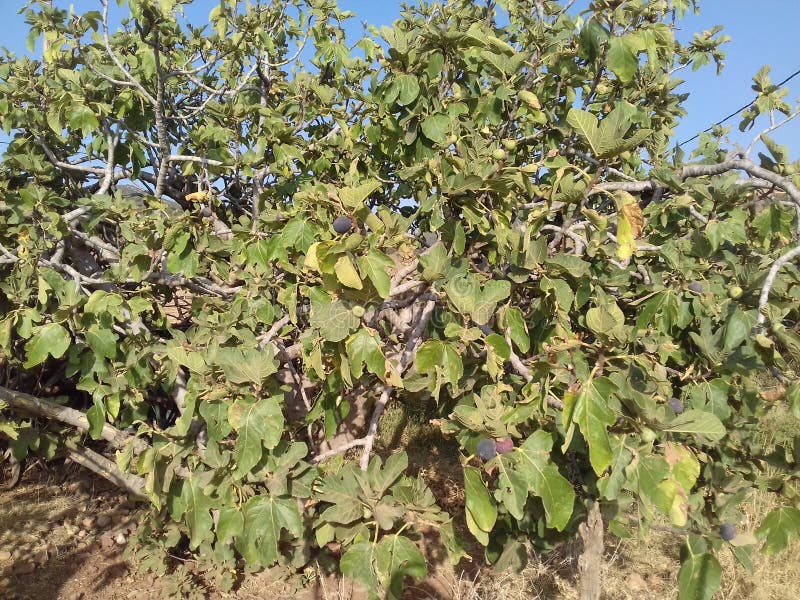 Moroccan figs stock photo. Image of figs, tree, landscripe 98085330