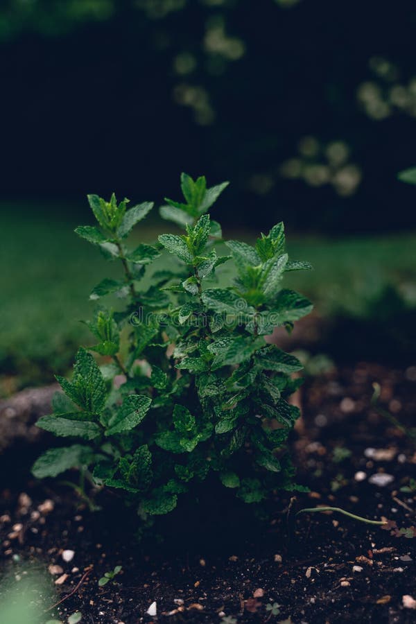 A Moroccan Mint Plant in the Garden Stock Photo Image of arabic