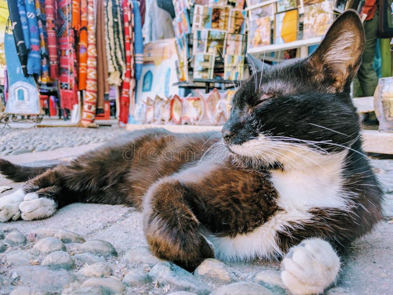 Moroccan street cat stock image. Image of chaouen, chechaouen 91776005