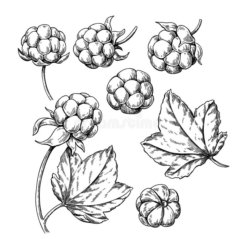 Cloudberry vector drawing. Organic berry food sketch. Vintage engraved illustration of superfood. Hand drawn icon for label, poster, packaging design. Cloudberry vector drawing. Organic berry food sketch. Vintage engraved illustration of superfood. Hand drawn icon for label, poster, packaging design.