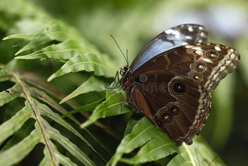 Morpho azul de la mariposa hermosa que se sienta en la flor contra el fondo verde en un jardín del verano, insecto hermoso en la fotos de archivo libres de regalías Morpho azul de la mariposa hermosa que se sienta en la flor contra el fondo verde en un jardín del verano, insecto hermoso en la fotos de archivo libres de regalías