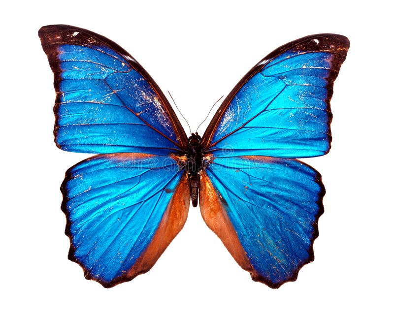 Blue fake butterfly isolated Stock Photo by ©onairjiw 126960216