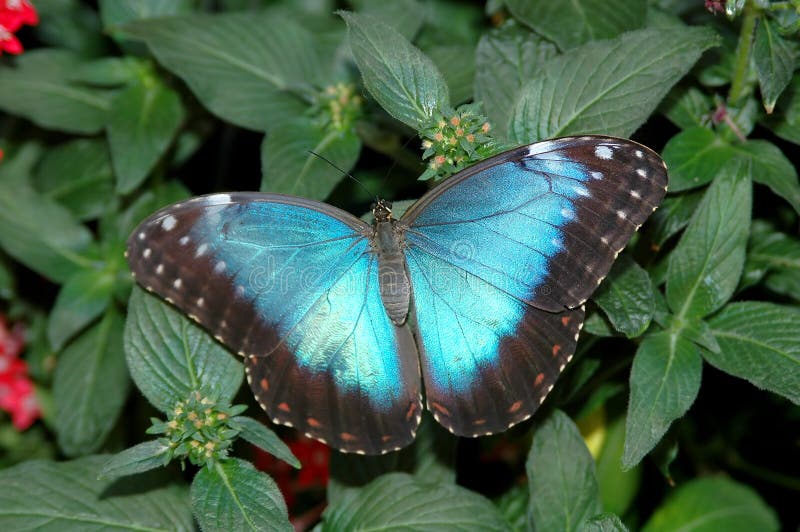 Morpho blue (morpho peleides) on leaf 2