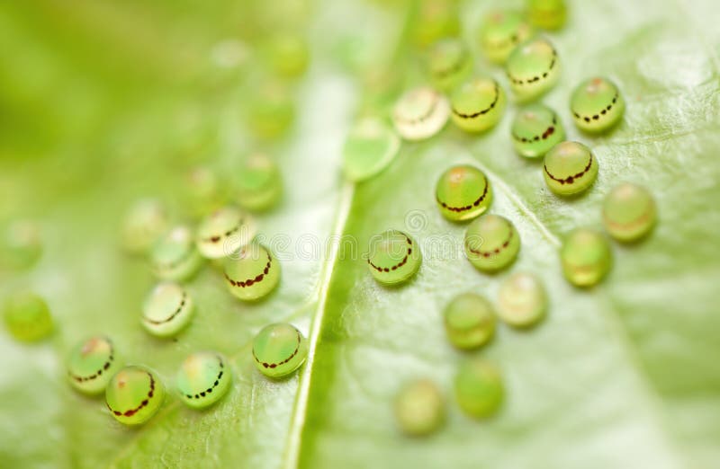 Morpho butterfly eggs