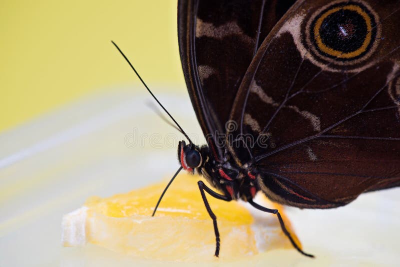 Morpho motyli łasowanie obraz royalty free Morpho motyli łasowanie obraz royalty free