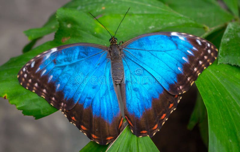 Morpho peleides, Peleides blå morpho fotografering för bildbyråer Morpho peleides, Peleides blå morpho fotografering för bildbyråer