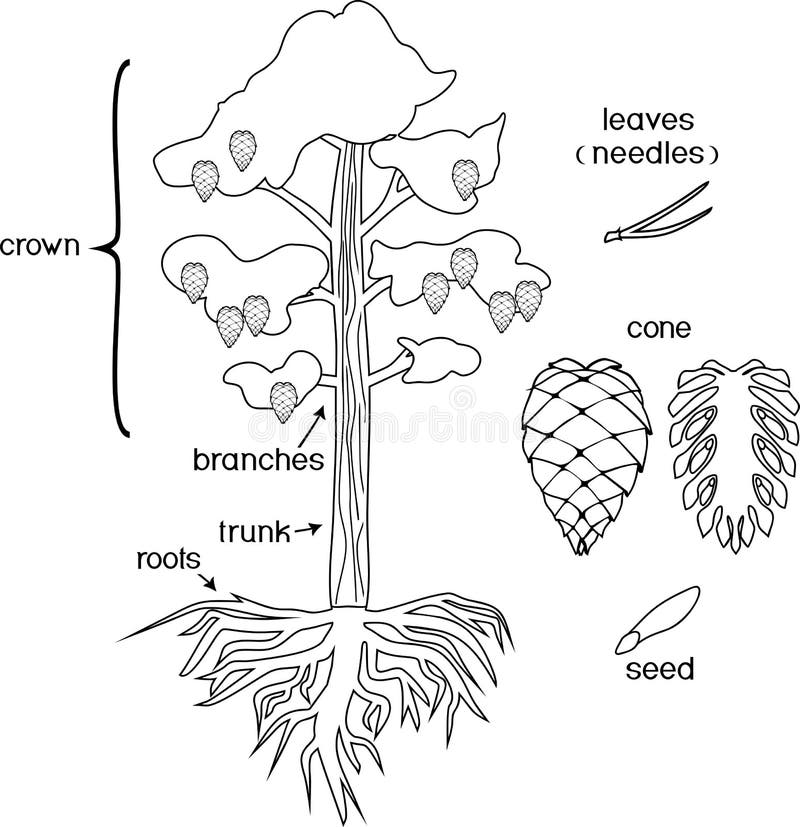 pine tree coloring pages