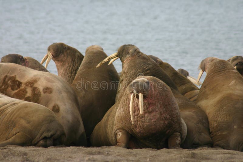 Walrus in the High Arctic around Svalbard. Walrus in the High Arctic around Svalbard