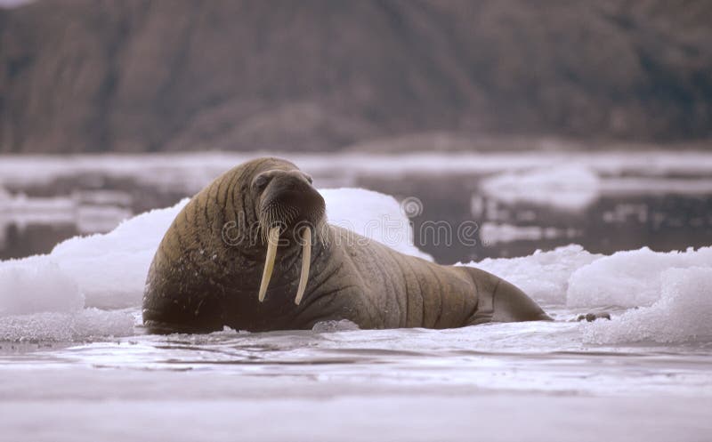 Large bull walrus on ice floe in Arctic. Large bull walrus on ice floe in Arctic