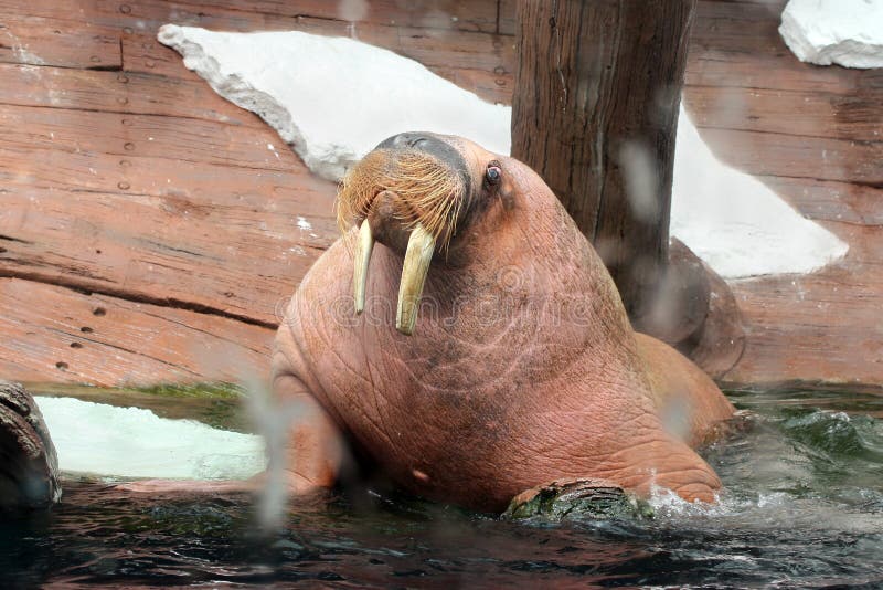 Large brown walrus near water. Large brown walrus near water