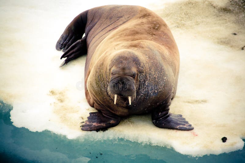 The Walrus lying on a icebeach. The Walrus lying on a icebeach