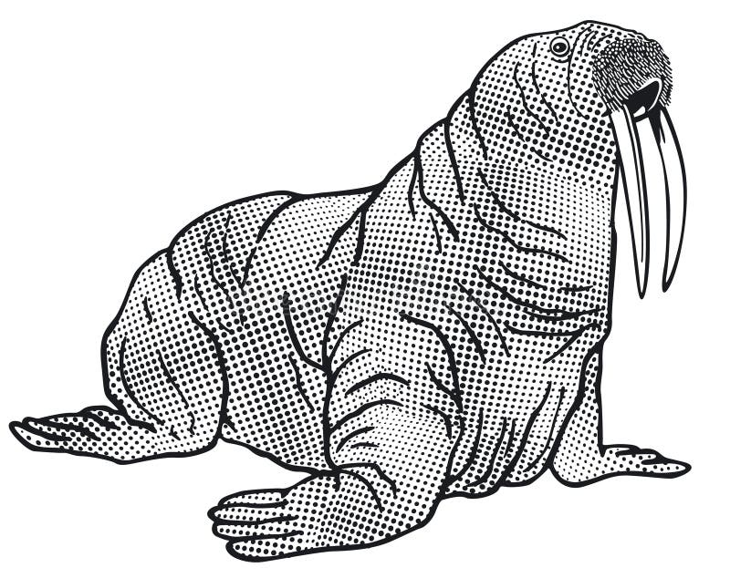 Animal da morsa ilustração stock. Ilustração de morsa - 55416429