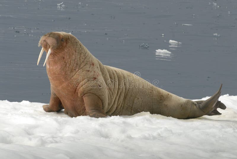 Walrus on the ice in the Sppitsbergen. Walrus on the ice in the Sppitsbergen