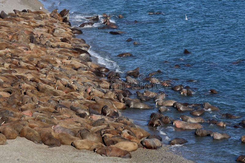 Walrus rookery on the remote Arctic island. Walrus rookery on the remote Arctic island