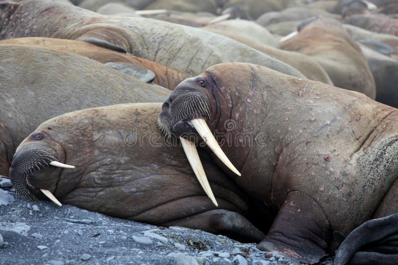 Walrus rookery on the remote Arctic island. Walrus rookery on the remote Arctic island