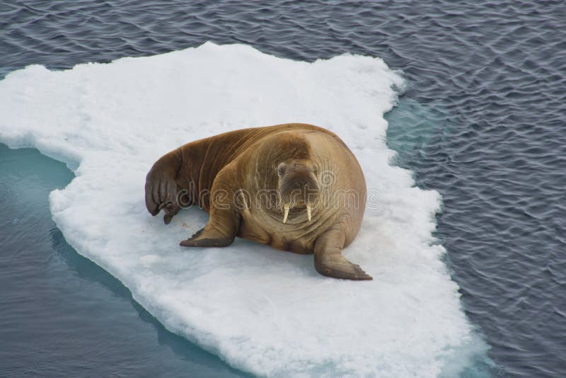 Walrus on an iceflow. Walrus on an iceflow