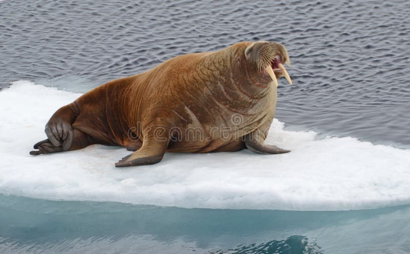 Walrus drifting on an icefloe. Walrus drifting on an icefloe