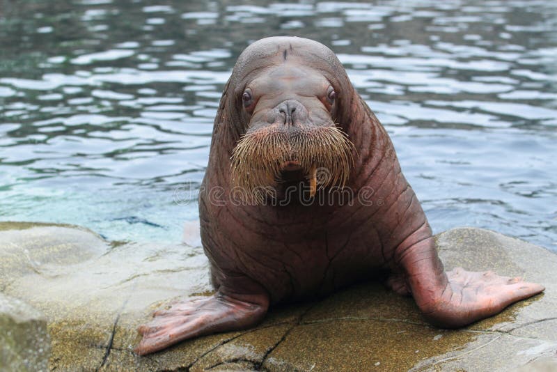 Walrus getting out of water. Walrus getting out of water.