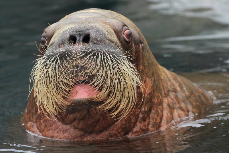 The detail of walrus with open mouth. The detail of walrus with open mouth.