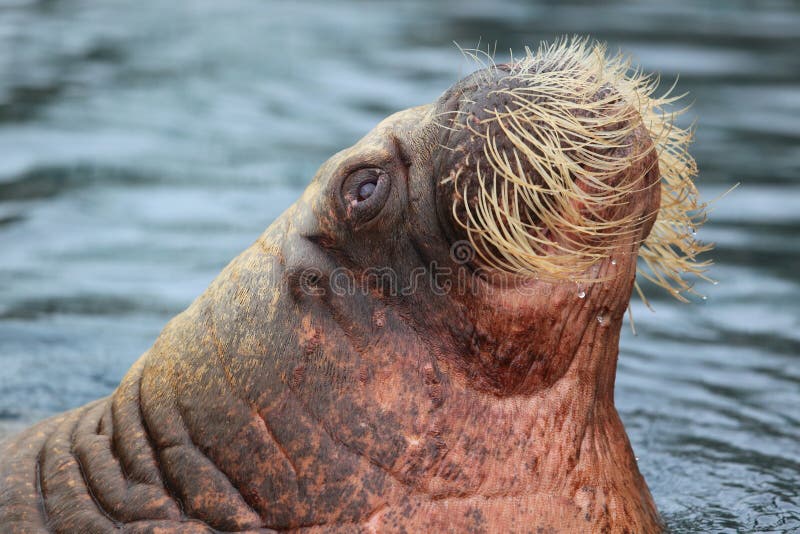 The detail of adult walrus on the water surface. The detail of adult walrus on the water surface.