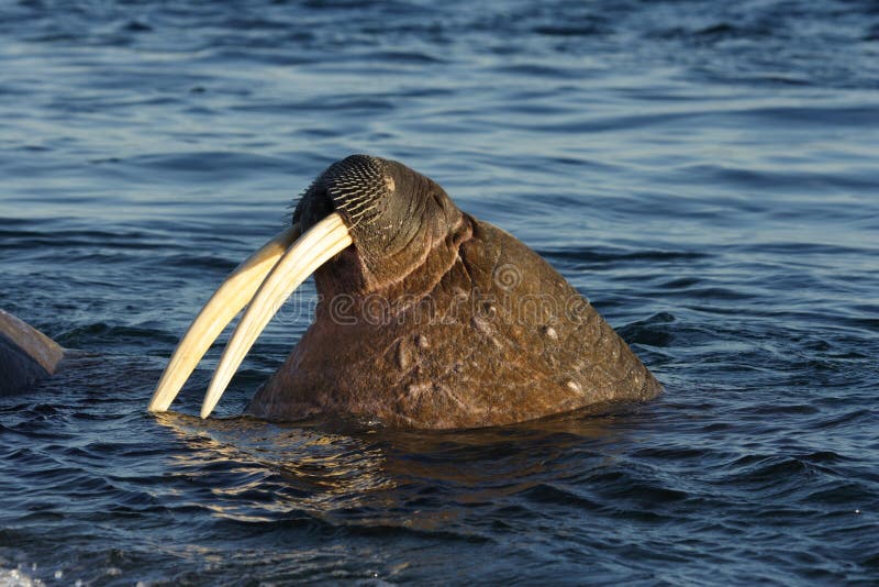 A walrus up in the Arctic Circle on Svalbard. A walrus up in the Arctic Circle on Svalbard