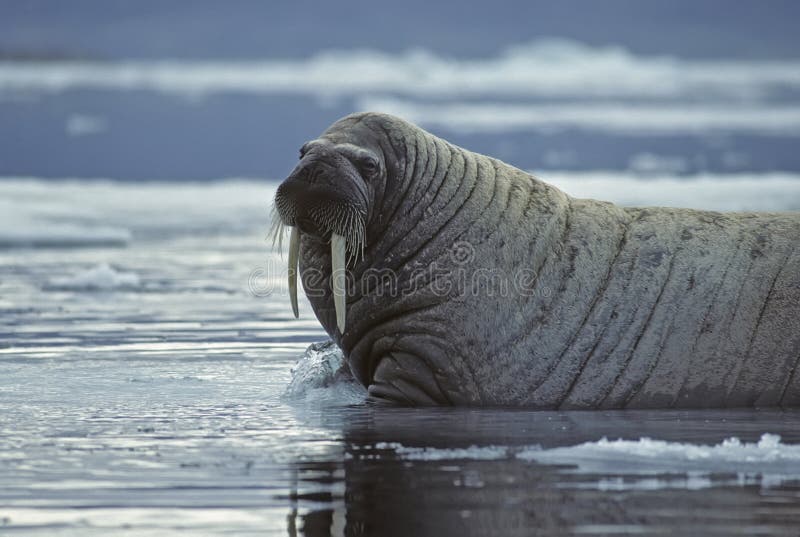 Huge bull walrus photographed on an ice floe in the Canadian High Arctic. Huge bull walrus photographed on an ice floe in the Canadian High Arctic