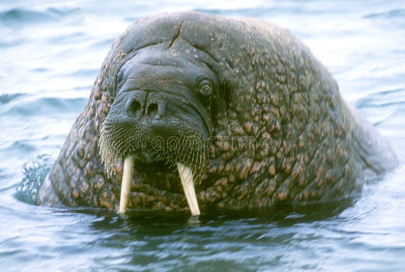 A head view of a walrus near the Arctic Ocean. A head view of a walrus near the Arctic Ocean.