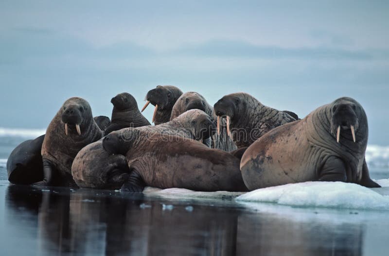 Group of walrus on ice floe.High Arctic. Group of walrus on ice floe.High Arctic