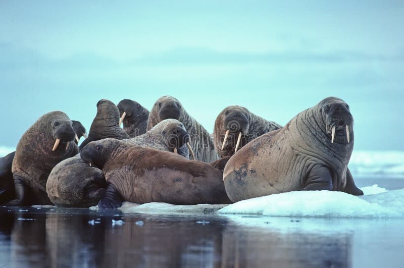 Group of walrus hauled out on ice floe in Canadian High Arctic. Group of walrus hauled out on ice floe in Canadian High Arctic