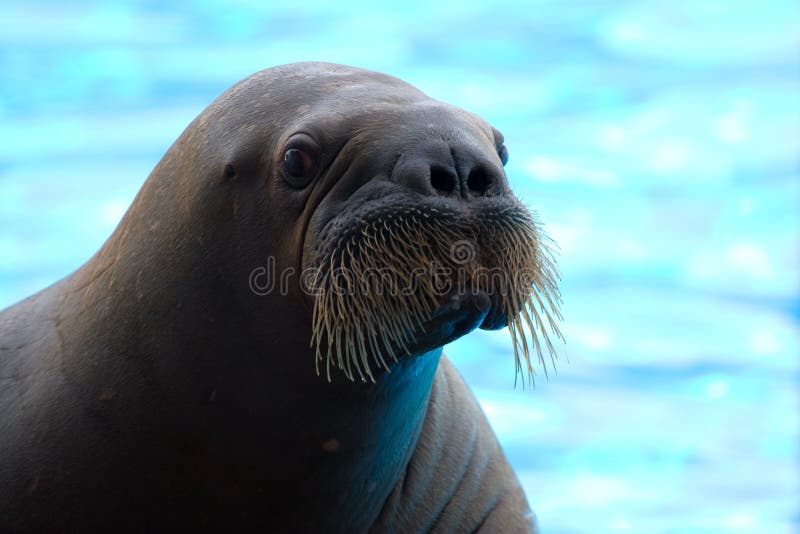 Walrus posing happily on blue fuzzy background. Walrus posing happily on blue fuzzy background.
