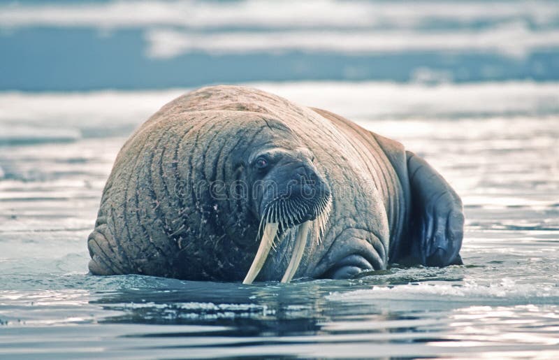 Walrus bull on ice floe in High Arctic. Walrus bull on ice floe in High Arctic