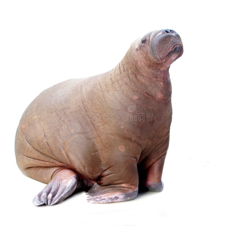 Walrus portrait isolated over white background. Walrus portrait isolated over white background