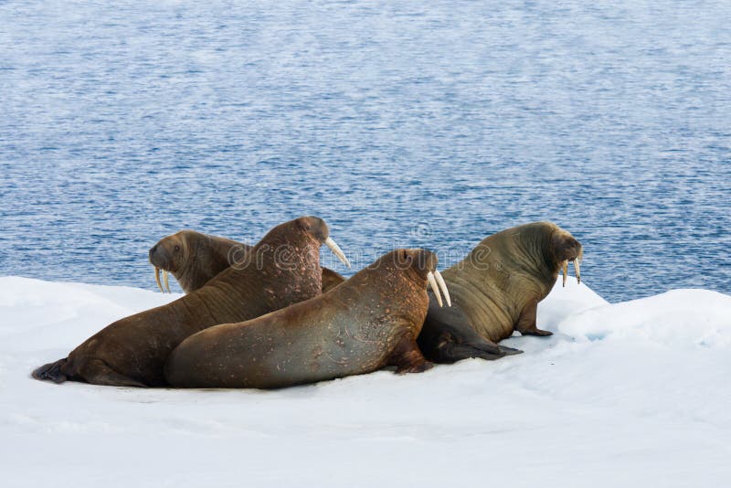 Four walrus lying on the snow. Horizontally framed shot. Four walrus lying on the snow. Horizontally framed shot.