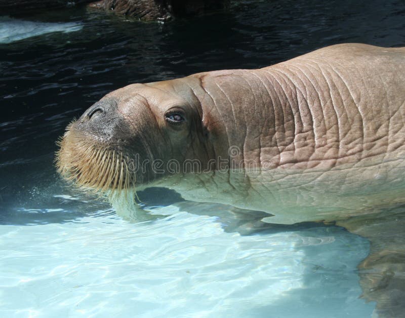 A walrus with tusks watches in the sun. A walrus with tusks watches in the sun