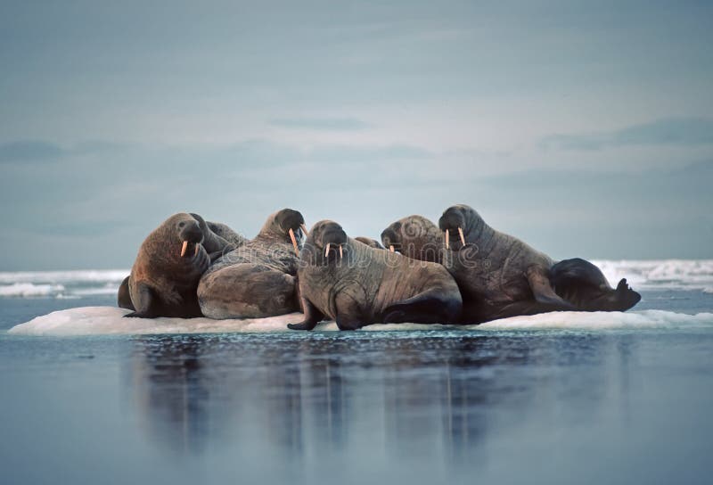 Walrus herd on ice floe. Walrus herd on ice floe