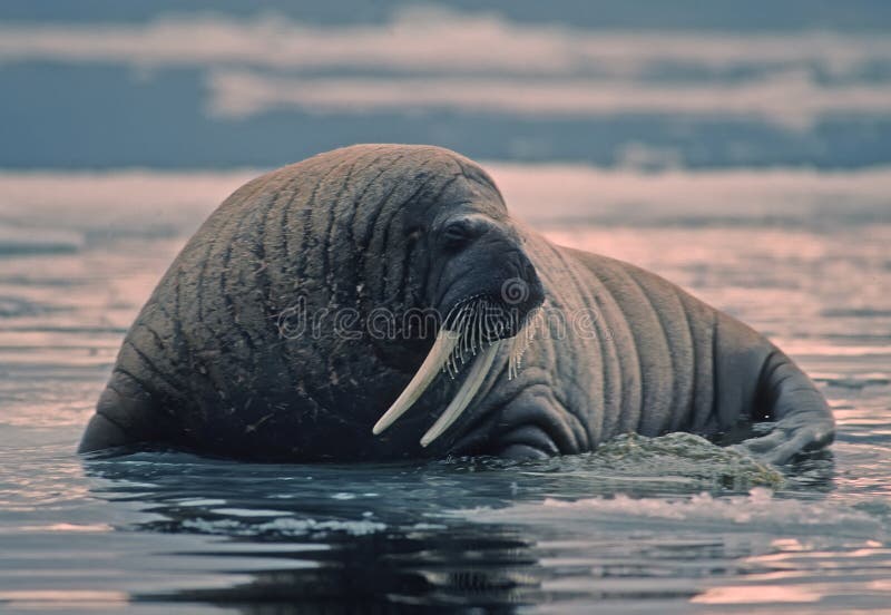 Walrus bull on ice floe in Canadian High Arctic. Walrus bull on ice floe in Canadian High Arctic