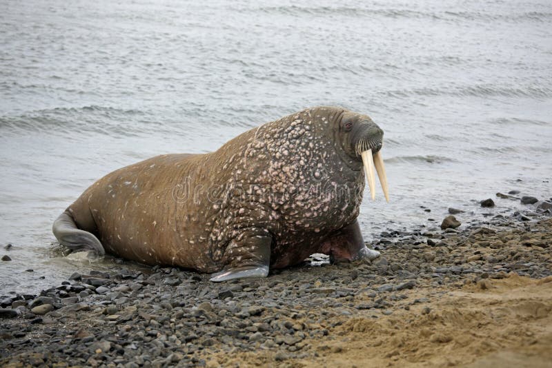 Atlantic walrus haul-out in the Barents Sea in Arctic. Atlantic walrus haul-out in the Barents Sea in Arctic